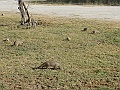 NAMIIA 2011 309